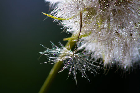 Water drops on a salsify 2