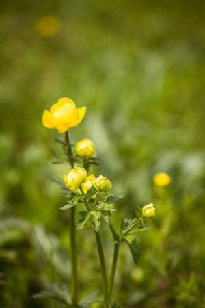 Flowering globeflowers in the spring meadow 2の写真素材
