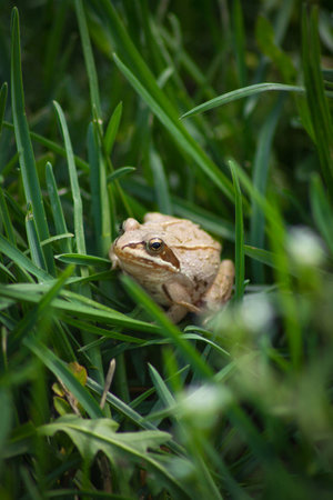 Frog in green grassの写真素材