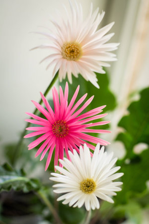 gerbera flowersの写真素材