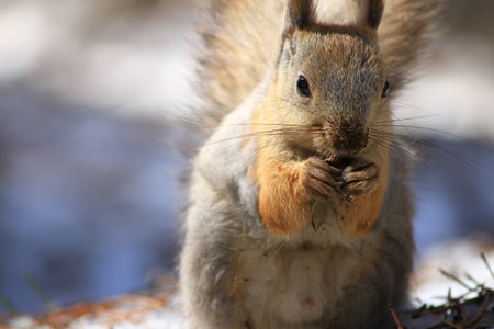 Squirrel with folded legs 2の写真素材