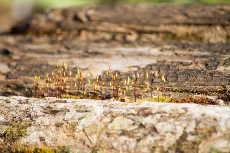 Moss boxes