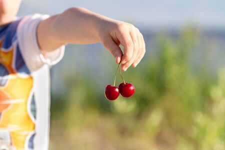 A pair of ripe red cherries in a childâ€™s hand against a background of greenery. Bright...