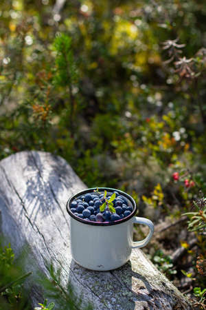 White metal mug with blueberries on an old log in the forestの写真素材