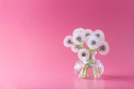 Bouquet of white dandelions in a vase on a pink background, free spaceの写真素材
