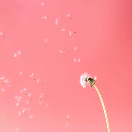 White dandelion flower with flying off umbrellas seeds on bright pink background