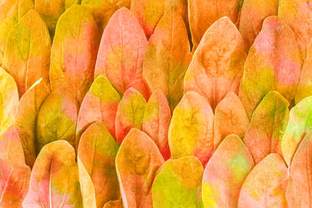 Pattern of colorful leaves laid out in rows, top view, autumn layout