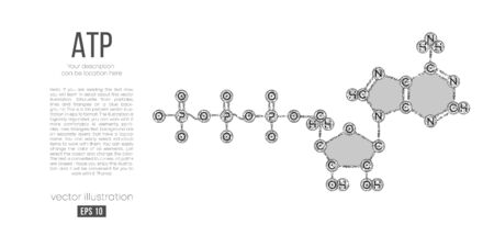 Abstract silhouette of the polygonal molecule ATP acid on white background. Skeletal, organic formula. Holographic low poly, wireframe vector. Thanks for watchingのイラスト素材