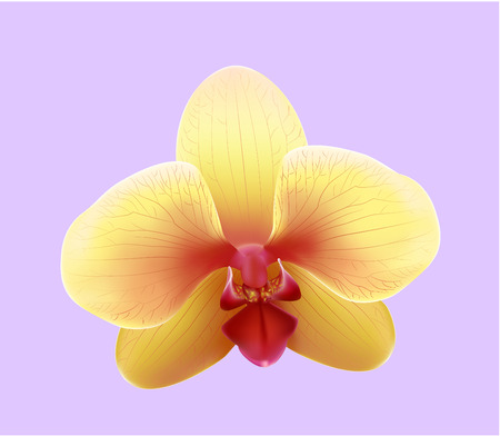 Orchidのイラスト素材