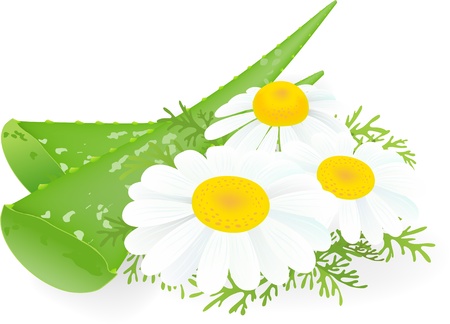 	Aloe-vera and camomiles.のイラスト素材