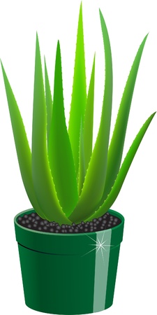 Aloeのイラスト素材