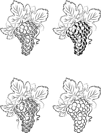 Grapes のイラスト素材