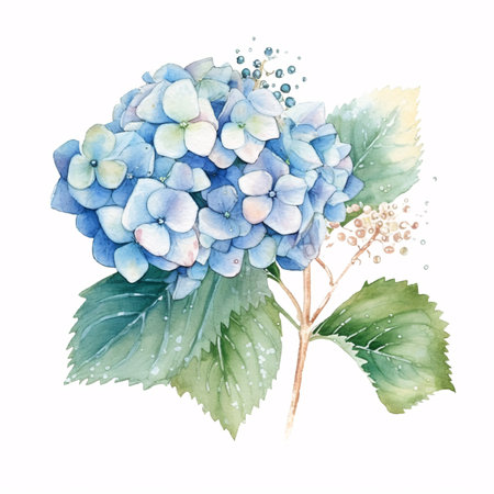 Watercolor Hydrangea on a white background.の素材
