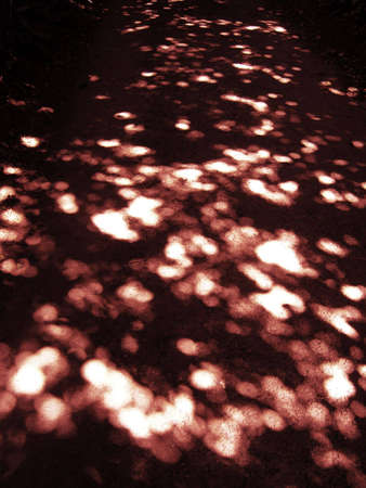 dappled lightの写真素材
