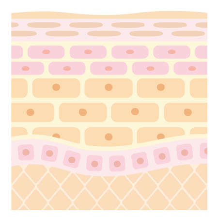 Tectonic profile illustration of skinのイラスト素材