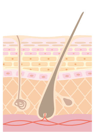Tectonic profile illustration of skinのイラスト素材