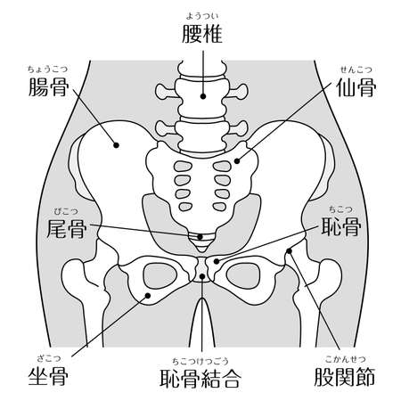 Human body (pelvis and hips)のイラスト素材
