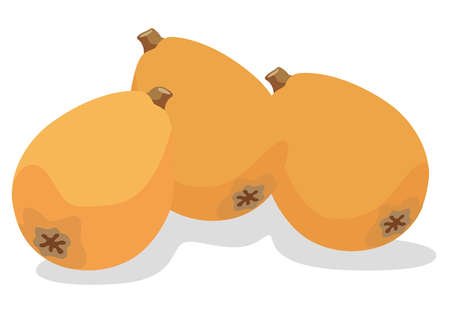 Illustration of a fresh loquat of fruitsのイラスト素材