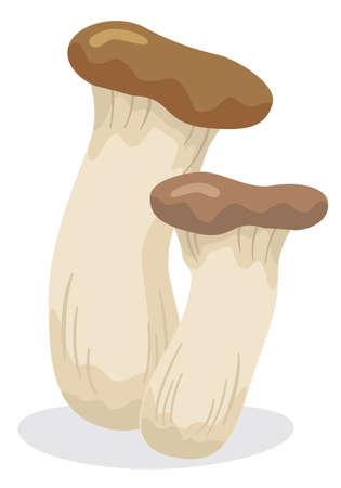 Illustration of fresh vegetables (king oyster mushroom)のイラスト素材