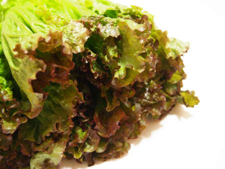 Fresh lettuce (sunny lettuce)
Vegetable material photoの写真素材