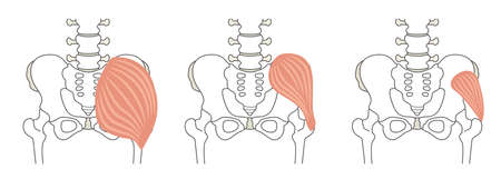 Human body Iliopsoas (lumbar muscle)のイラスト素材