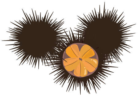 Sea animal illustration (sea urchin) seafoodのイラスト素材