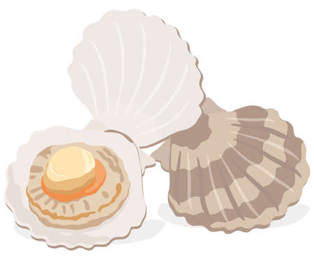 Illustration of shellfish (scallop) seafood