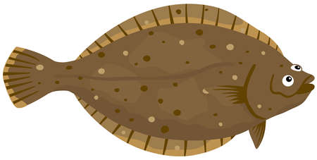 Illustration of fish (flatfish) seafoodのイラスト素材