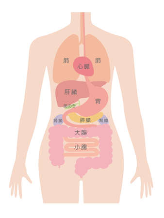 In Japanese, "lung", "liver", "gallbladder", "kidney", "small intestine", "large intestine", "stomach", "heart"
is what it reads.のイラスト素材