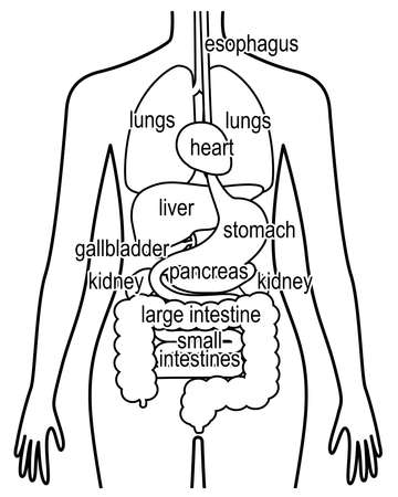 Human body (structure of internal organs) digestive system

Female bodyのイラスト素材