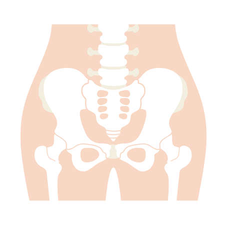 Human body (pelvis and hips)のイラスト素材