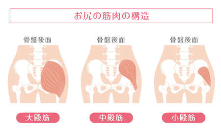 In Japanese, it is described as "buttock muscle structure", "gluteus maximus", "gluteus medius", and "gluteus minimus".のイラスト素材