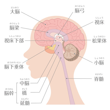 Human body (Cross section of brain structure)

In Japanese, it is described as "cerebrum", "hypothalamus", "pituitary gland", "cerebellum", "spinal cord", and "brain stem".のイラスト素材