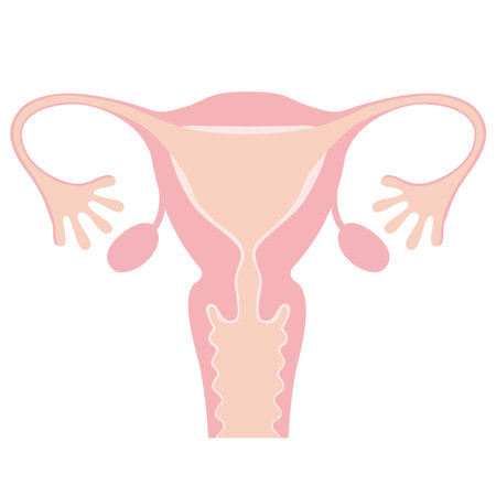 Human body (structure of uterus)のイラスト素材