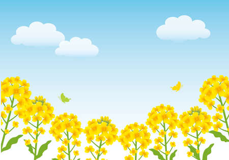 Rape blossom background frame
(Yellow flowers in spring)のイラスト素材