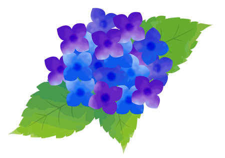 Watercolor blue hydrangeaのイラスト素材