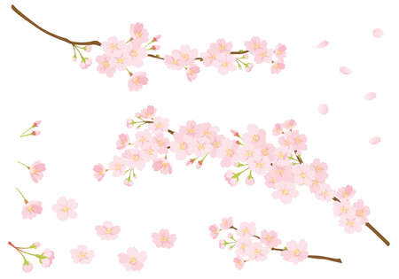 Cherry blossom design parts setのイラスト素材
