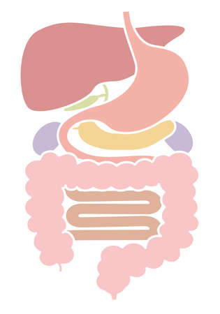 Human body (structure of internal organs) digestive system