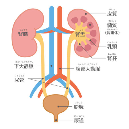 human body
Urology kidney structure

In Japanese, it is described as "kidney", "inferior vena cava", "abdominal aorta", "renal pelvis", "bladder", "ureter", and "urethra".のイラスト素材