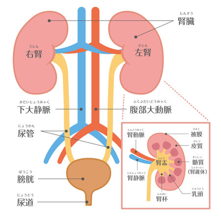 human body
Urology kidney structure

In Japanese, it is described as "kidney", "inferior vena cava", "abdominal aorta", "renal pelvis", "bladder", "ureter", and "urethra".のイラスト素材