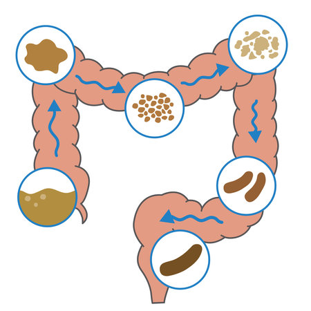 Mechanism of the large intestine Until stool is dischargedのイラスト素材