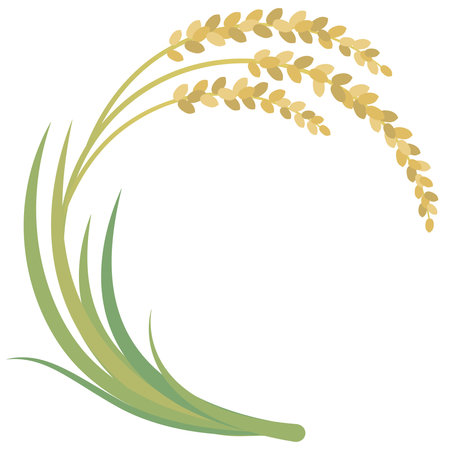 Harvesting rice Illustration of ears of riceのイラスト素材