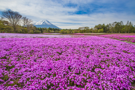 Fuji mountain in spring の写真素材