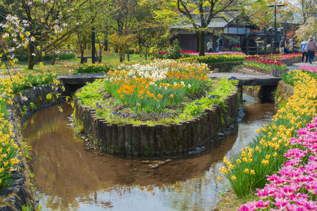 Tulip garden のeditorial素材