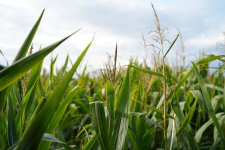 Green field in a small german village