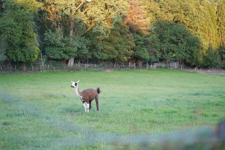 A green field with a alpakaの写真素材