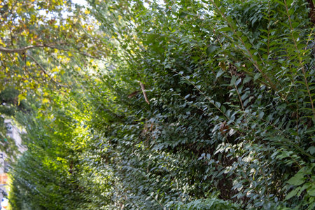 Green leaves of bushes in the city park. Selective focus.の写真素材