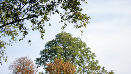 Tree in the park on a background of blue sky and white cloudsの写真素材