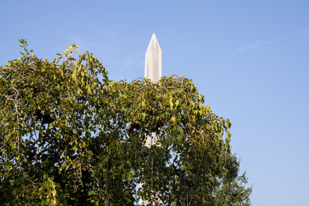 White obelisk on a tree with blue sky in the backgroundの写真素材