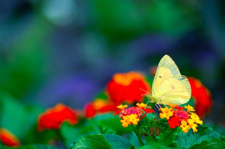 butterfly on flowerの写真素材